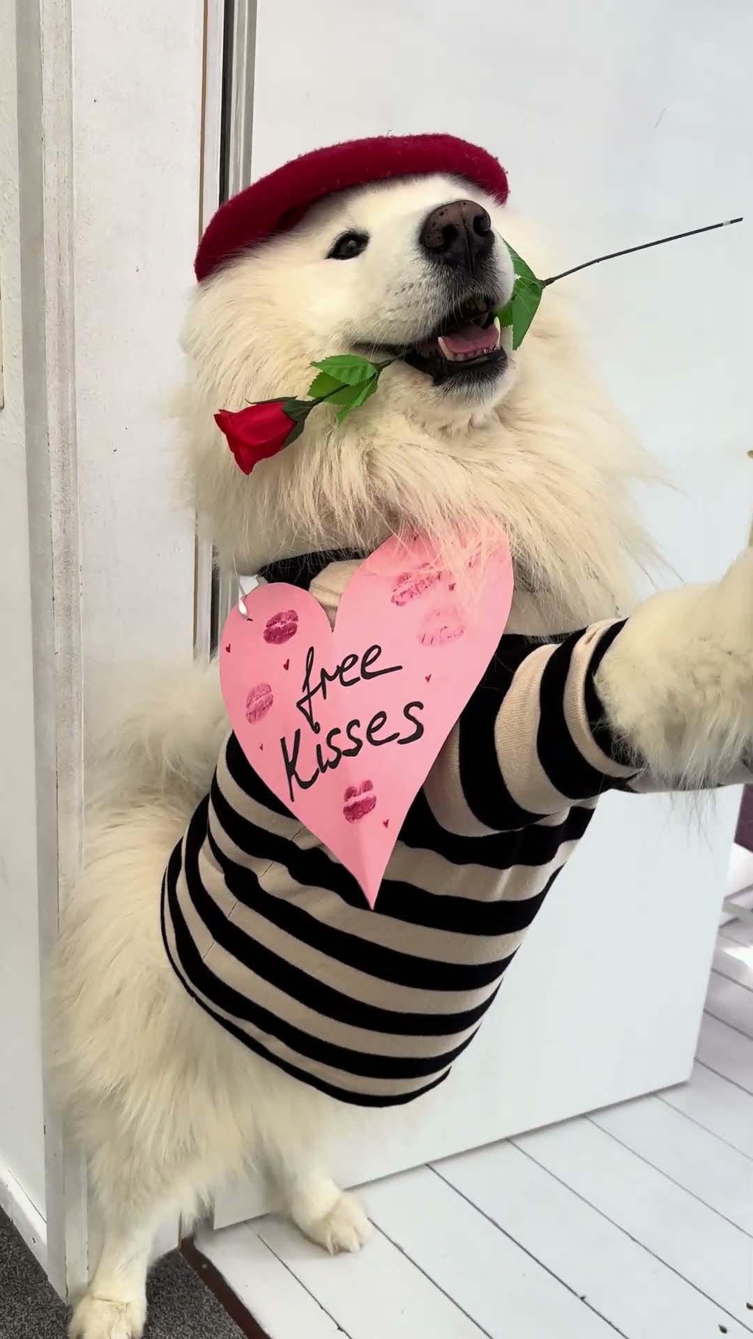 Samoyed Offers Free Kisses for Valentine's Day || ViralHog