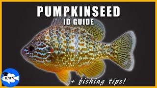 PUMPKINSEED ID GUIDE + FISHING TIPS + RANGE MAPS | Lepomis gibbosus screenshot 2