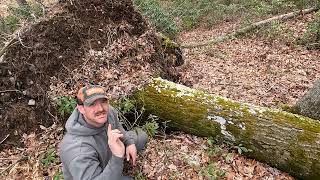 Roadside logging working a tricky tree!!!