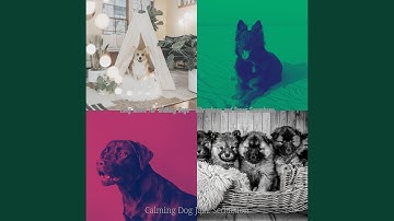 Remarkable Backdrops for Resting Dogs