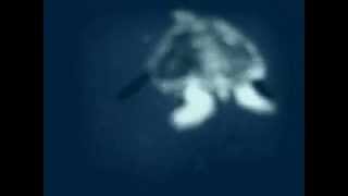 Following A Giant Turtle 4 M Deep In Marsa Mubarak