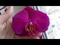 Опять не удержалась ! Новички - орхидея фаленопсис и лудизия .