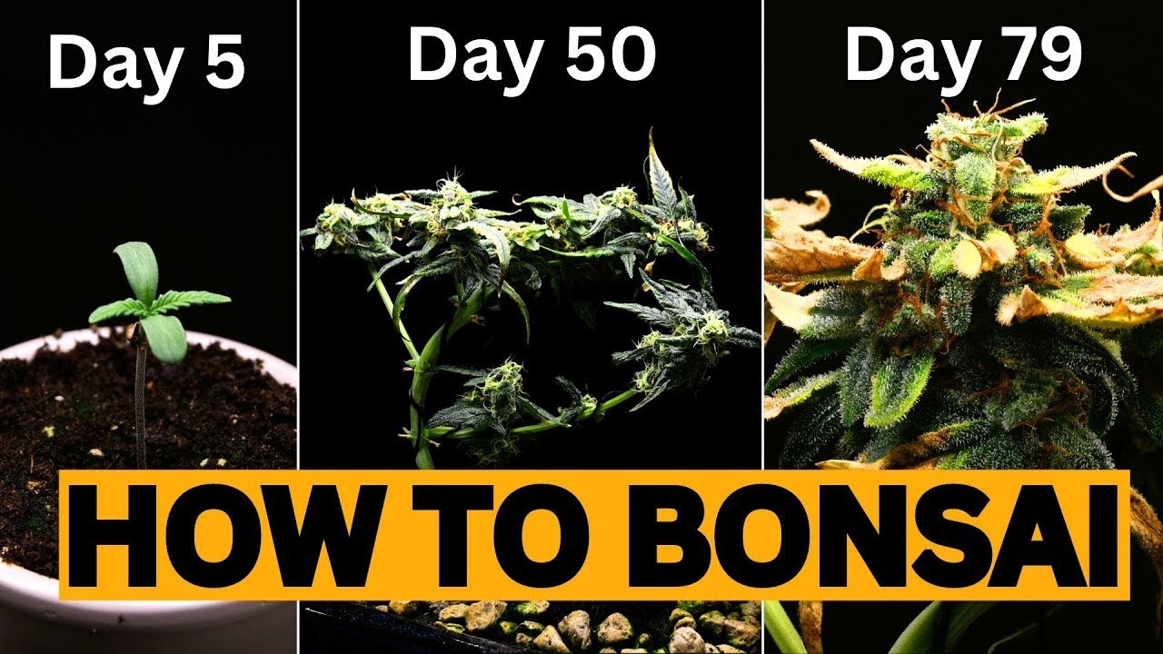 How To Grow A Cannabis Bonsai from Seed!