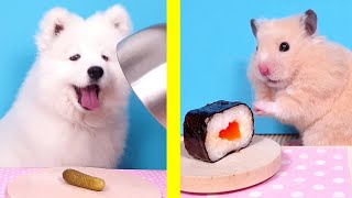 Hamster 🐹 Cat 🐱 Dog 🐶 FUNNY REACTIONS to NEW FOOD