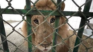 Rescue lion loves his toy