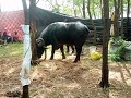 রাঙ্গামাটি আসরে ১ নং জোড়া