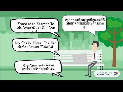 สารที่ใช้ทดแทนยาปฏิชีวนะ(มะรุม)