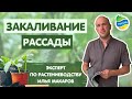 ЗАКАЛИВАНИЕ рассады огурцов