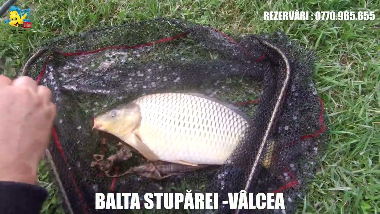 CONGO PRINDE CRAP PE BALTA STUPAREI LA BOABE DE PORUMB