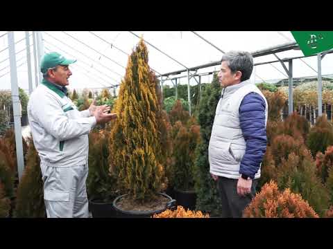 Video: Archa bonsai: shakllanishi, fotosurati, qanday o'sishi