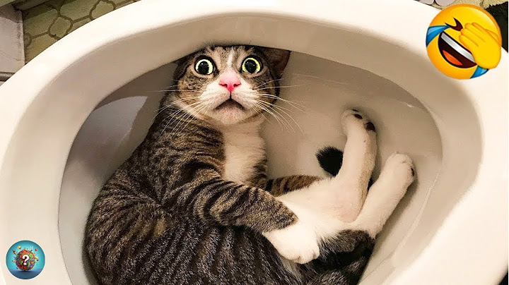 Animali Divertenti 😂 I Video di Cani e Gatti più Divertenti 🐶😺 #3