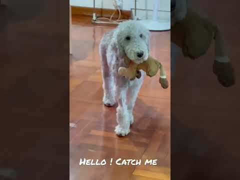 Hello ! Catch me ! Bedlington terrier naughty boy
