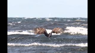 Eagle Attack oland15