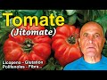 TOMATE (JITOMATE) 🍅 . Propiedades, Beneficios y Cómo consumirlo.