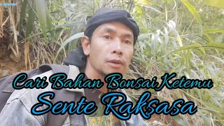 Cari Bahan Bonsai, Eh Ketemu Sente Raksasa!!