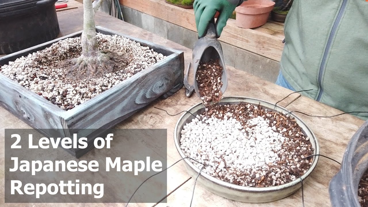 2 Levels of Japanese Maple Repotting