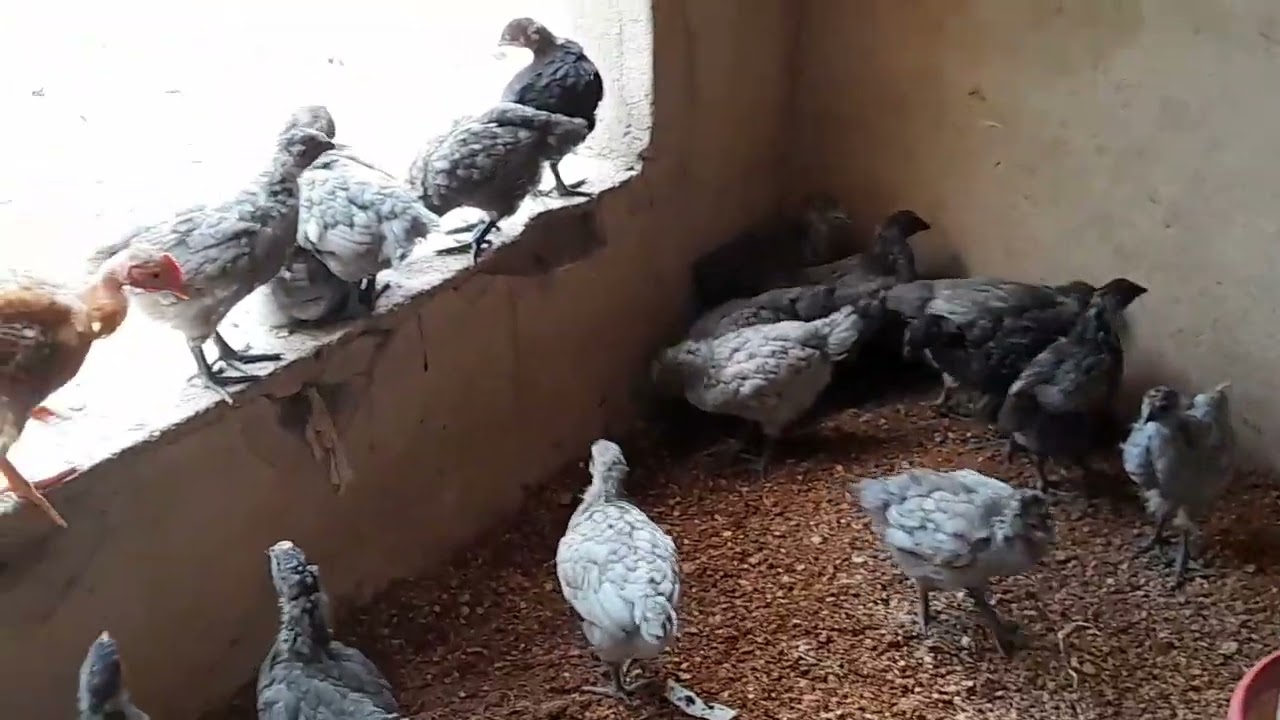 PINTINHAS GRIS CENDER,UM MÊS, EVOLUÇÃO.🐔🐔