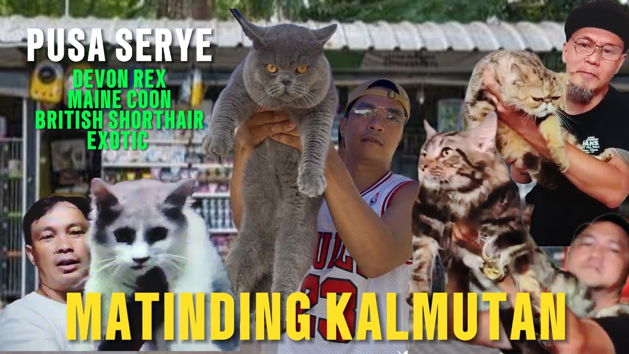 MGA PANGDIINAN NA CAT BREEDS | PUSA SERYE | AUGUST 17, 2025