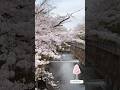 Sakura in Tokyo 3.30.2026 🌸 東宝の桜 #sakura  #ochikeron