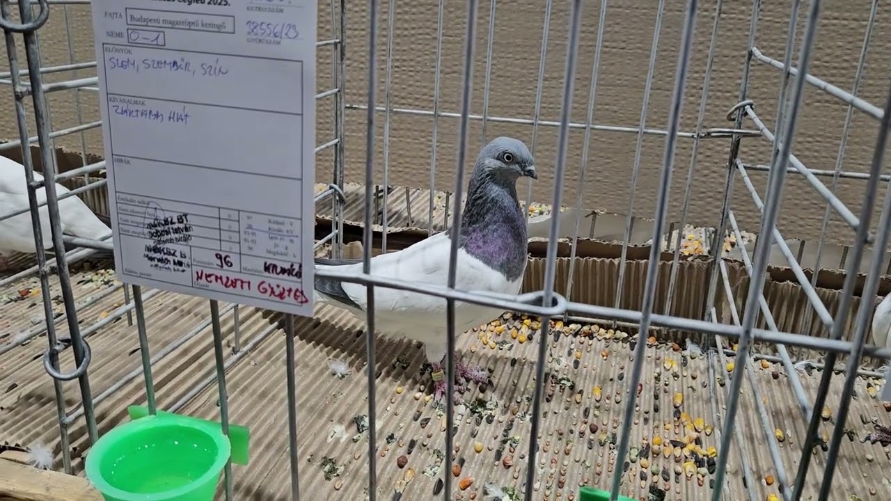 Budapesti Magasröptű Keringő (Budapest High Flying exhibition pigeons) 2025 15