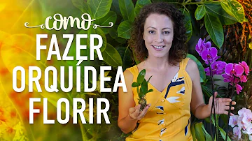 O que é as outras flores têm que as orquídeas não tem?