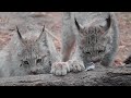 Canadian Lynx Enrichment | Queens Zoo