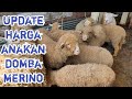 UPDATE HARGA ANAKAN DOMBA MERINO DI PASAR HEWAN SUKOREJO KENDAL