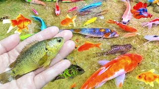 Catch Unique Little Frogs | Catching And Finding A Lot Of Beautiful Baby Koi Fish, Angel Fish#18