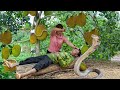 Harvesting jack fruit garden  chicken go to market to sell  dads bad day with big snake