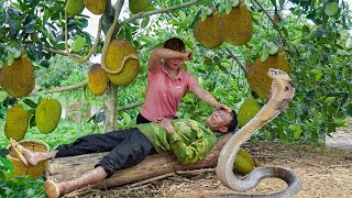 Harvesting Jack Fruit Garden , Chicken Go to Market to Sell  Dad's Bad Day With Big Snake