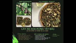 Cây an xoa rừng Tây Bắc bảo vệ gan ,… 📲0962082560 #cayanxoa