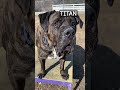 Adopt Titan Vbacac.com #dogs #shelterlife #doglover #presacanario #mastiffmix #mastiff #dogshorts