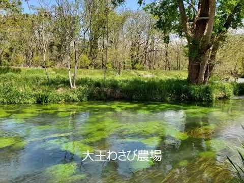 旅探 たびたん 大王わさび農場の投稿動画 大王わさび農場 長野県安曇野市穂高３６４０
