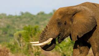 GIANT'S  OF THE WILD ;ROLE IN AFRICAN ECOSYSTEMS PART 2