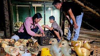 Harvesting clean chickens for sale after the sweltering summer days — Thúy and Mến restock the farm screenshot 4