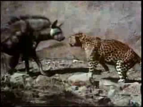 Leopards and hyenas fighting