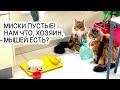 Бойкая мышь кота Арчи. Операция по спасению!