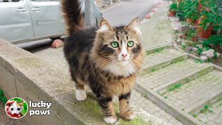 Stray cats run to me from the other corner of the street after hearing my voice. by Lucky Paws 2,552 views 1 month ago 4 minutes, 32 seconds