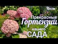 Прогулка-обзор САДА. Гортензии древовидные, крупнолистные ЦВЕТЕНИЕ 9 июля . Обзор СОРТОВ .