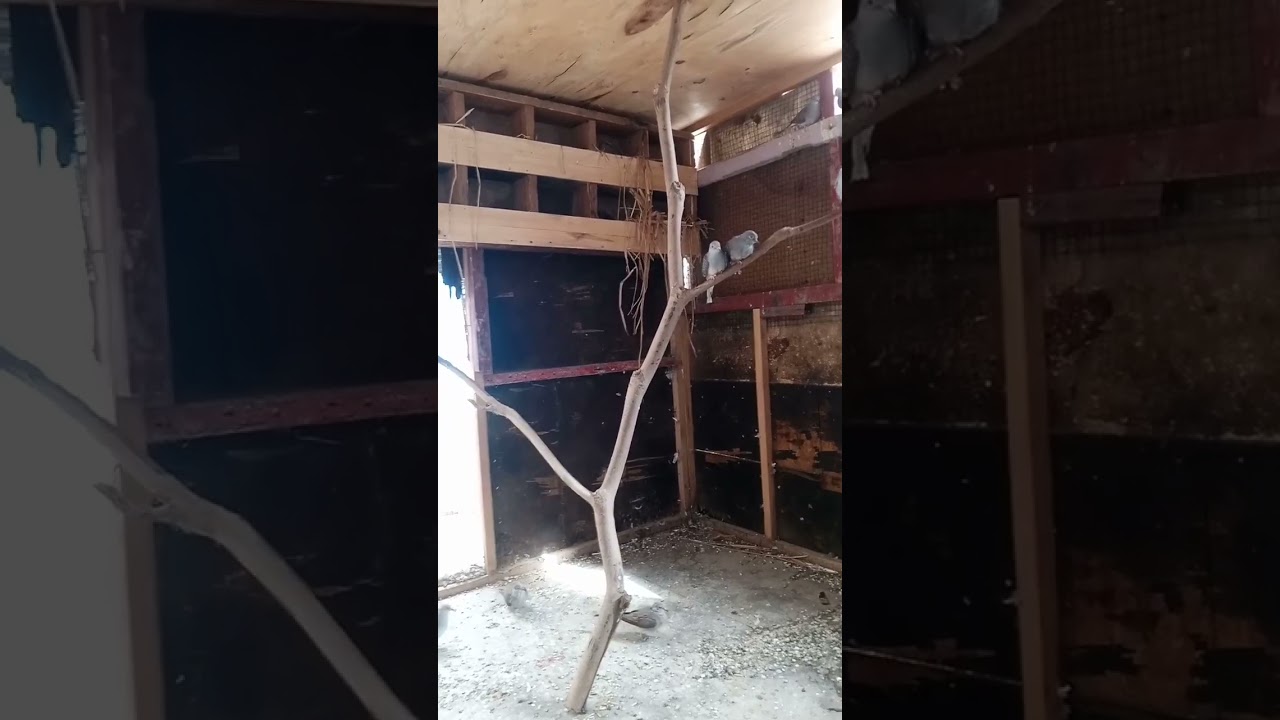 dove breeding colony