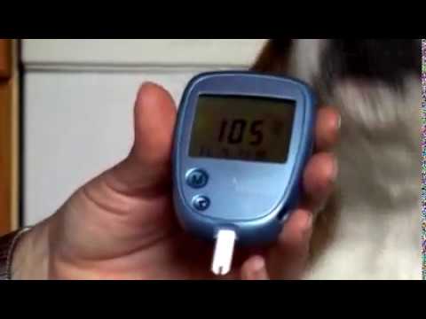 Video: En Kur Mod Diabetes Hos Hunde