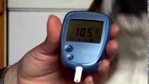 Wie kann ein Hund Diabetes bekommen?