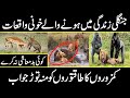 How Animals Behave with Others in Jungle | Urdu Cover