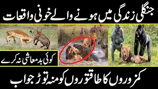 How Animals Behave with Others in Jungle | Urdu Cover