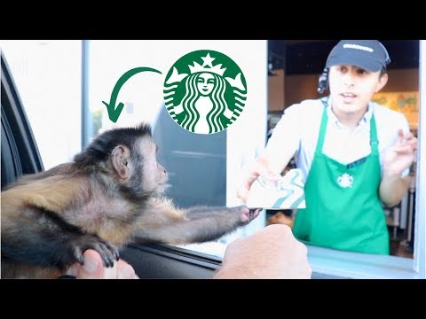 monkey-visits-starbucks-drive-thru-for-a-treat!