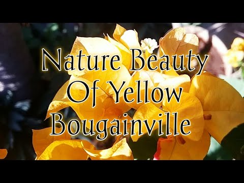 Video: Daffodil Kuning (21 Foto): Daffodil Kuning Pucat Dan Kuning Terang Dan Jenis Bunga Lain Dengan Mahkota Kuning