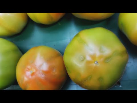 Vidéo: Identification de la zone cible de la tomate : informations sur le traitement de la tomate cible