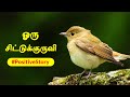 Self Motivational Story | Oru Chittu Kuruvi | Positive Stories by @Ghibran  | Tamil Sirukathaigal |