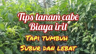 Download Lagu Cara menanam cabe besar agar berbuah lebat MP3