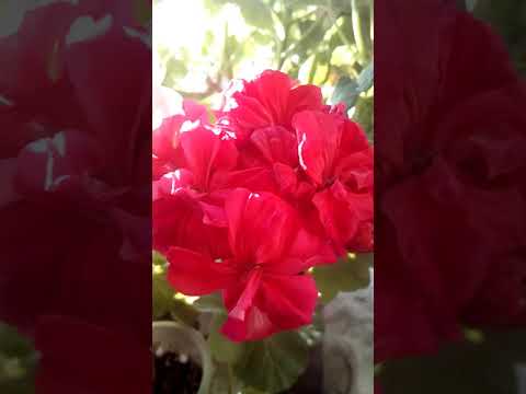 Video: Pelargonium (79 Fotografií): Vlastnosti Starostlivosti O Muškáty Doma, Tipy Pre Začiatočníkov. Výsadba V Kvetináči A Na Záhrade